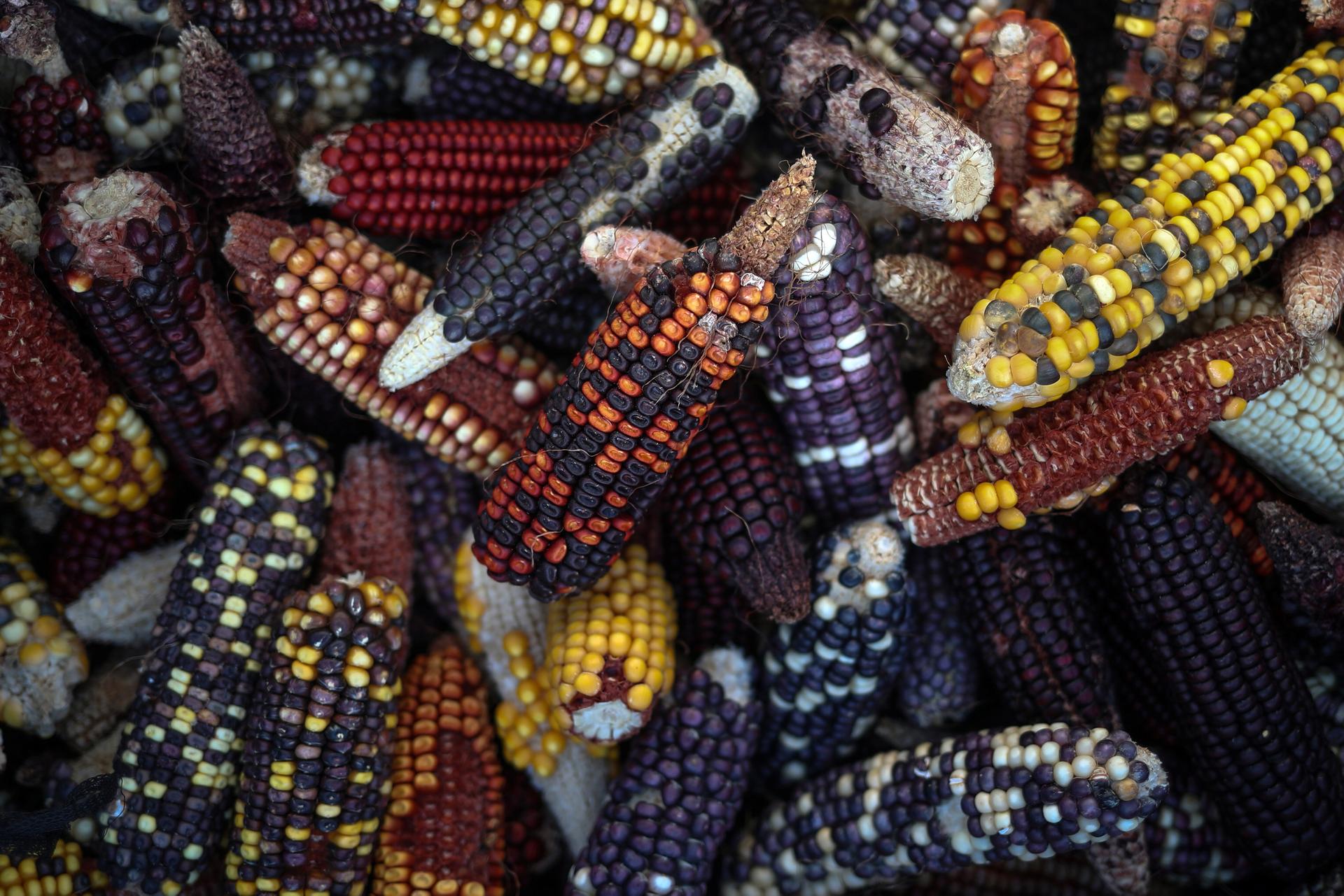 New varieties of corn