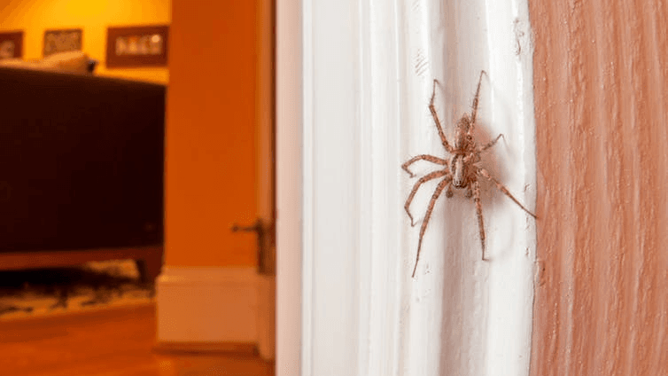 a spider in a home