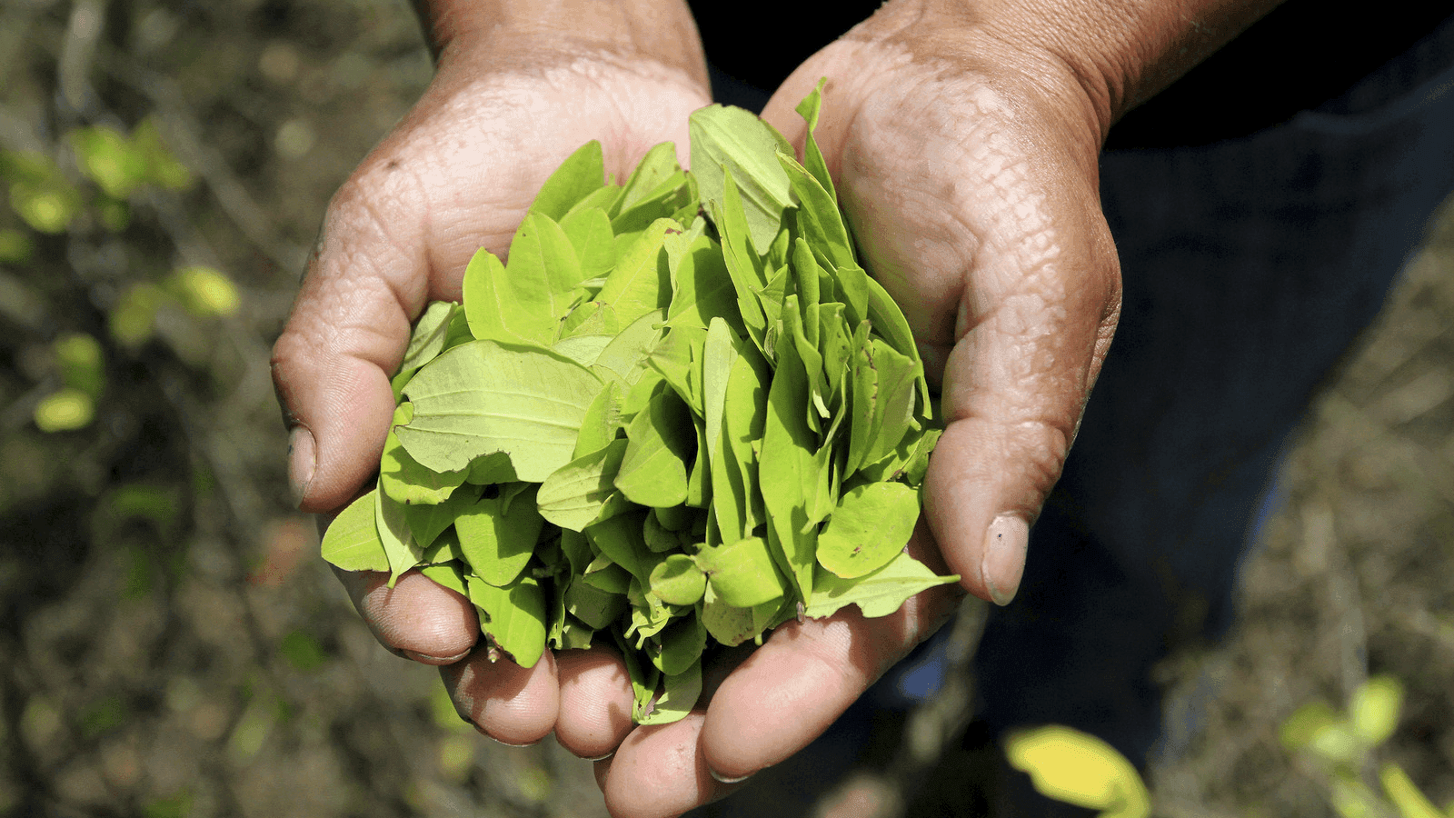 coca leaves in a man's hands in Colombia