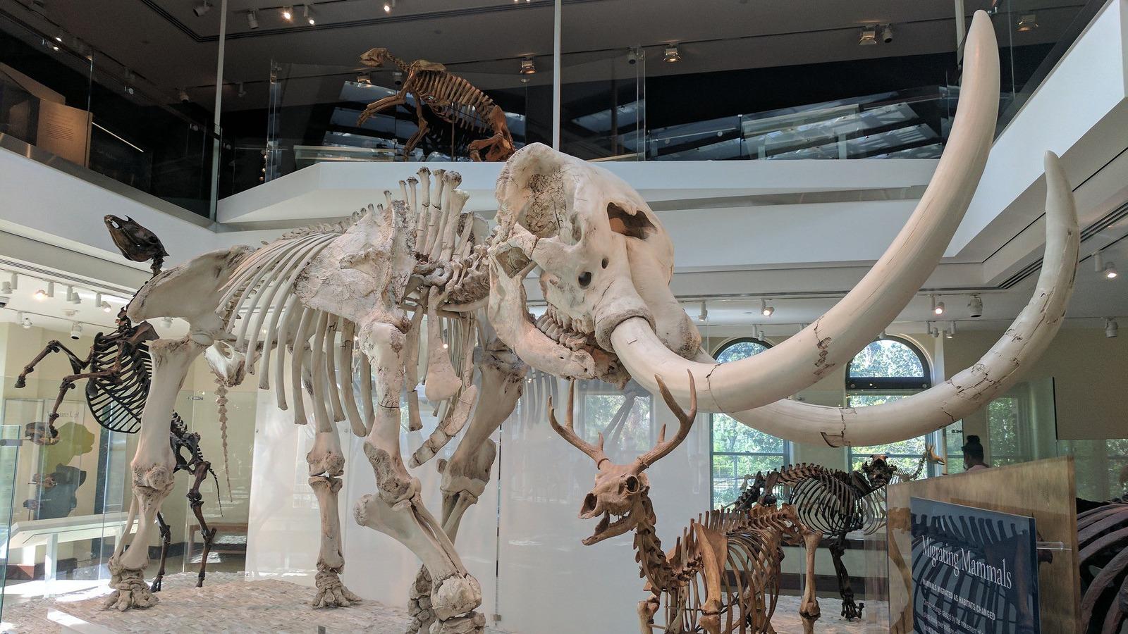 Mastodons (this one on display at the Natural History Museum of Los Angeles) are just a small part of the story of how humans first migrated to the Americas 15,000 years ago — or longer.