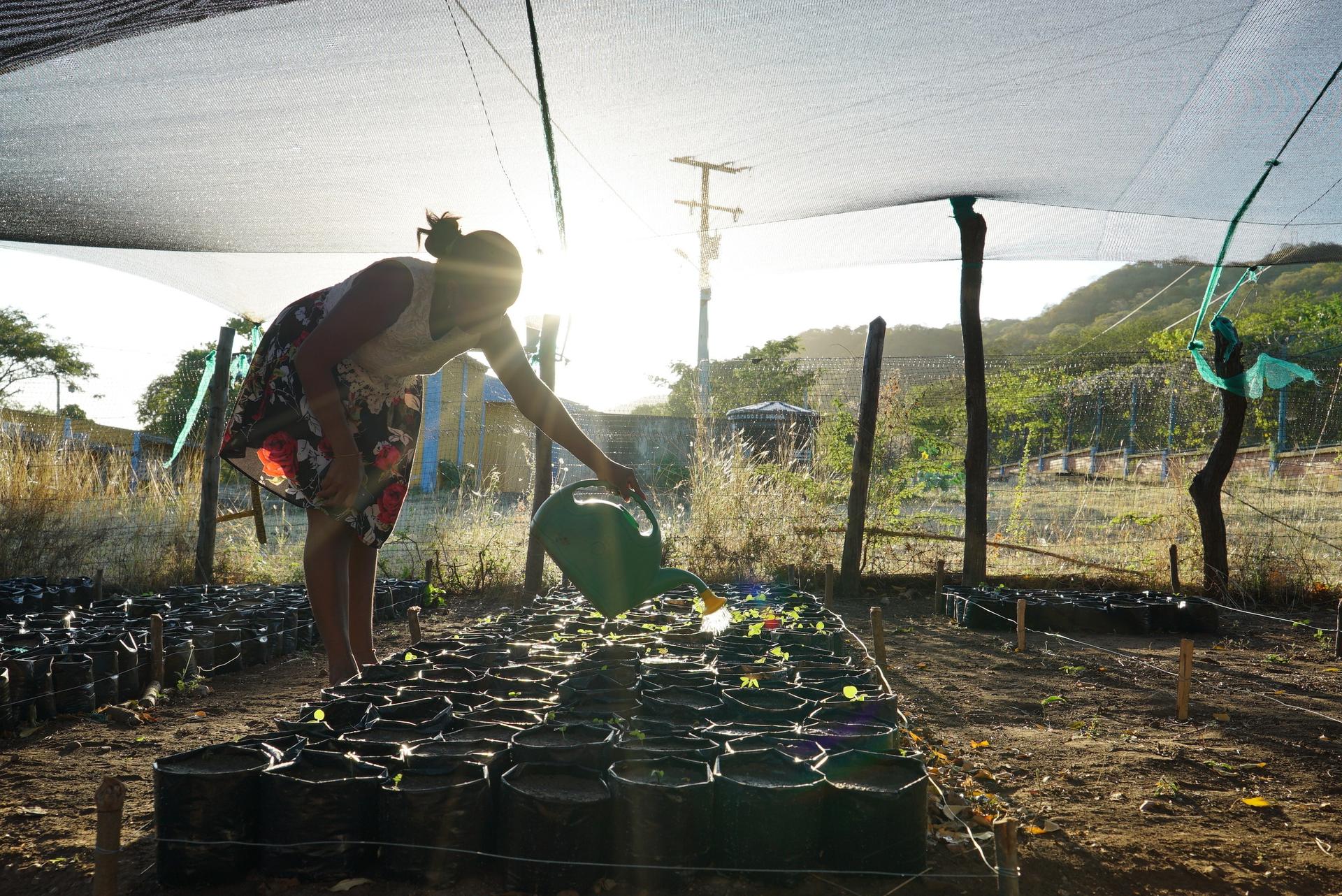 A woman from the Wayuu tribe who is part of the growing initiative waters the saplings with sun behind her