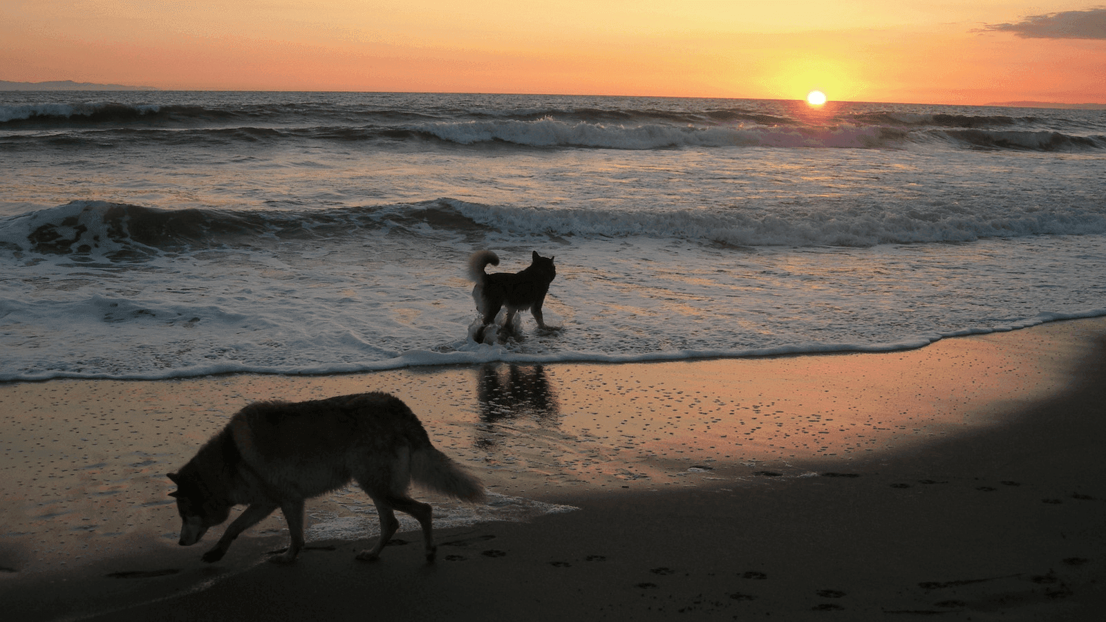 dogs at sunset in the surf