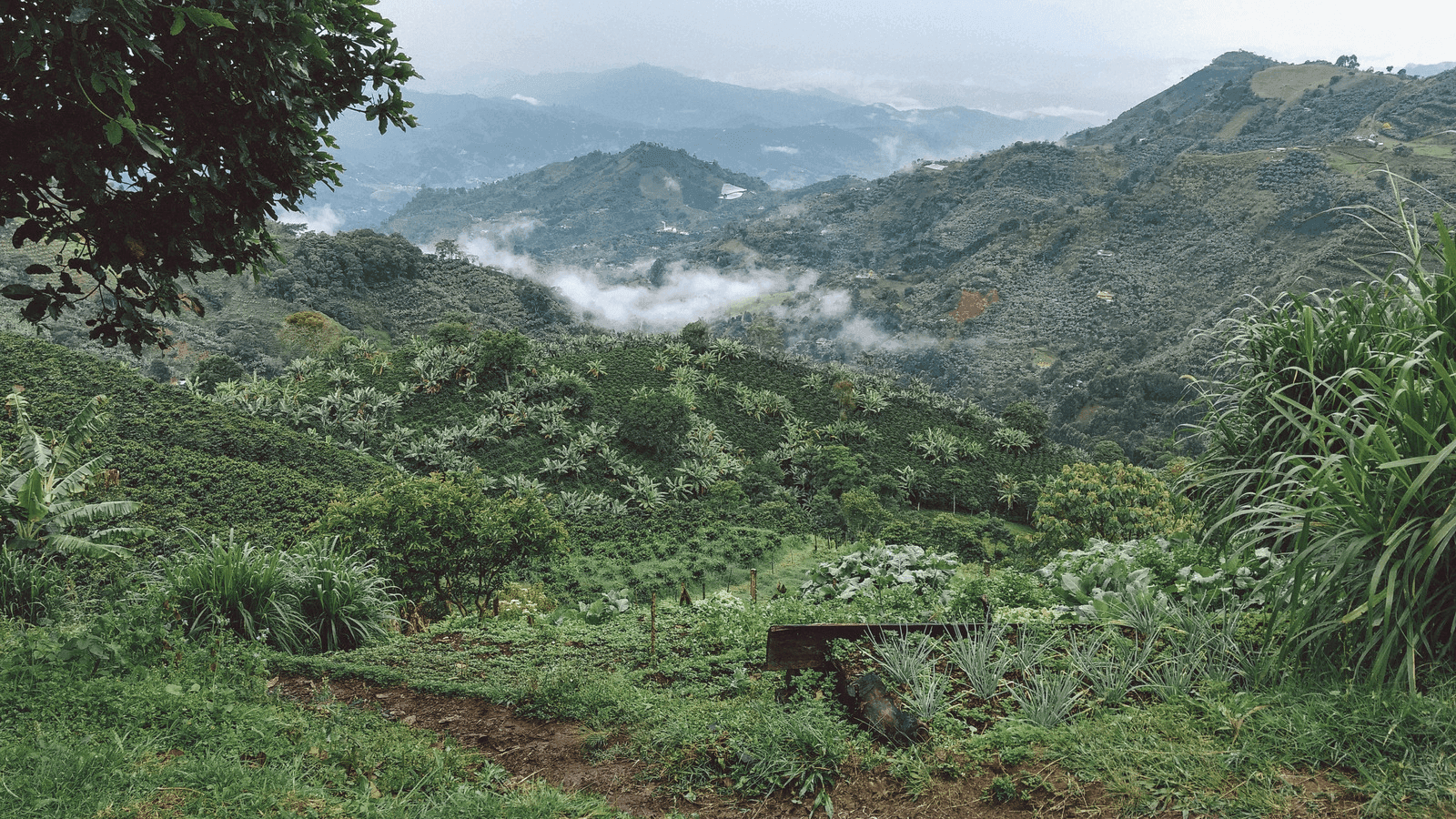 coffee fields in colombia