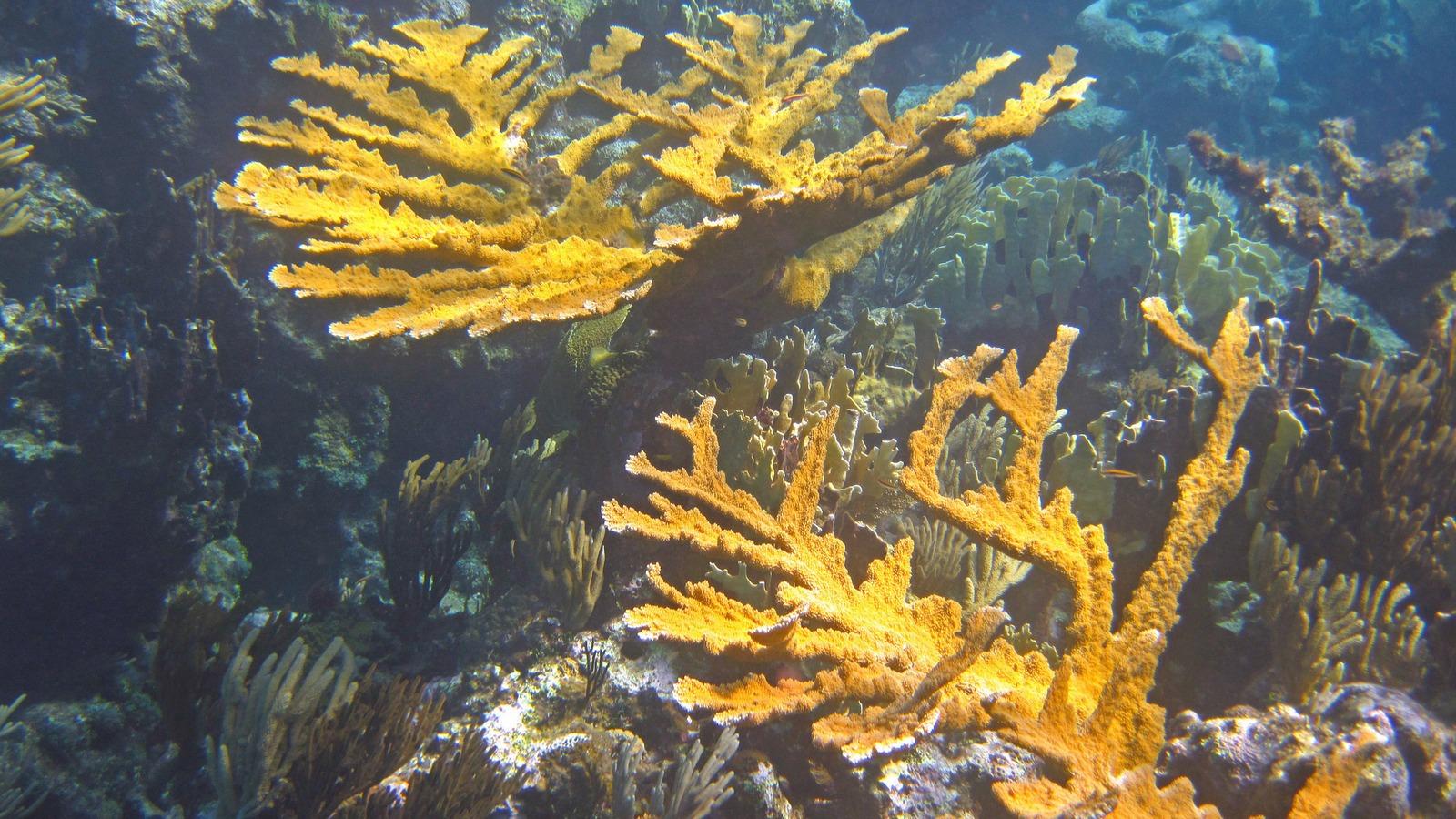 Elkhorn coral is one of the main varieties of coral that workers on the northern coast of Puerto Rico have been able to restore following damage done by Hurricane Maria in 2017.  