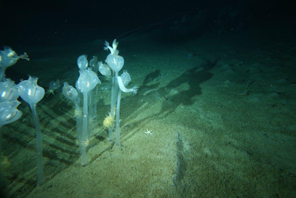 These solitary sea squirts stand up to half a metre tall at 220m depth in the dark