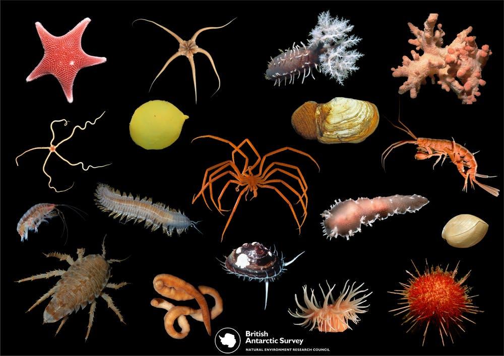 A selection of the diverse and colorful species found on the Antarctic seafloor.