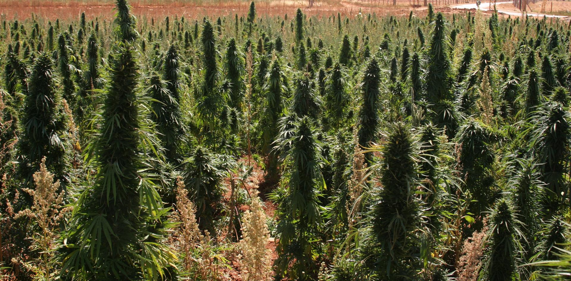 A field of cannabis is seen in the Bekaa Valley,