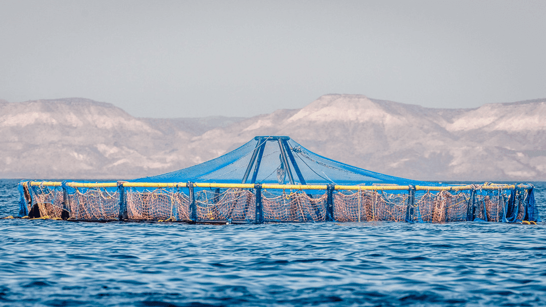 fishing nets in the sea of cortez