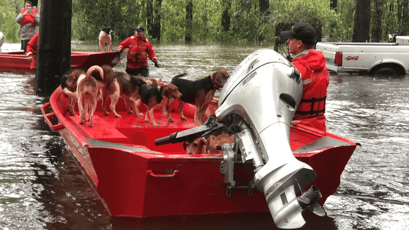 boats rescue pets from a flood