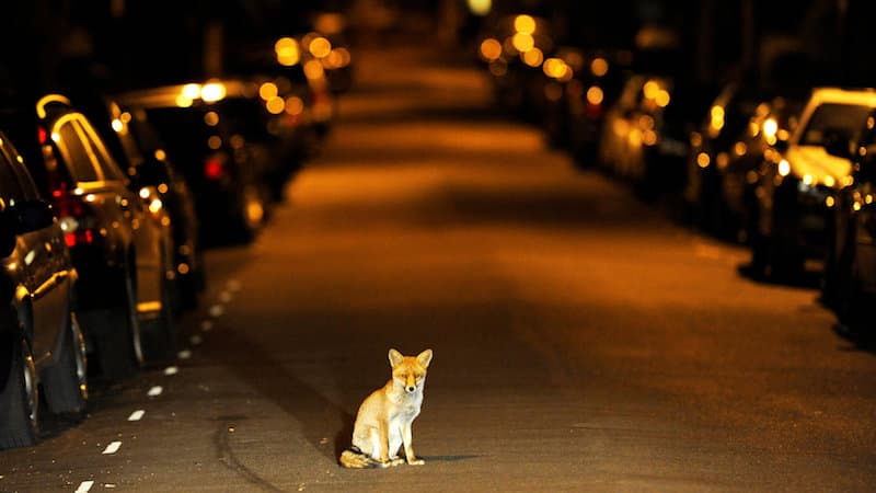 fox