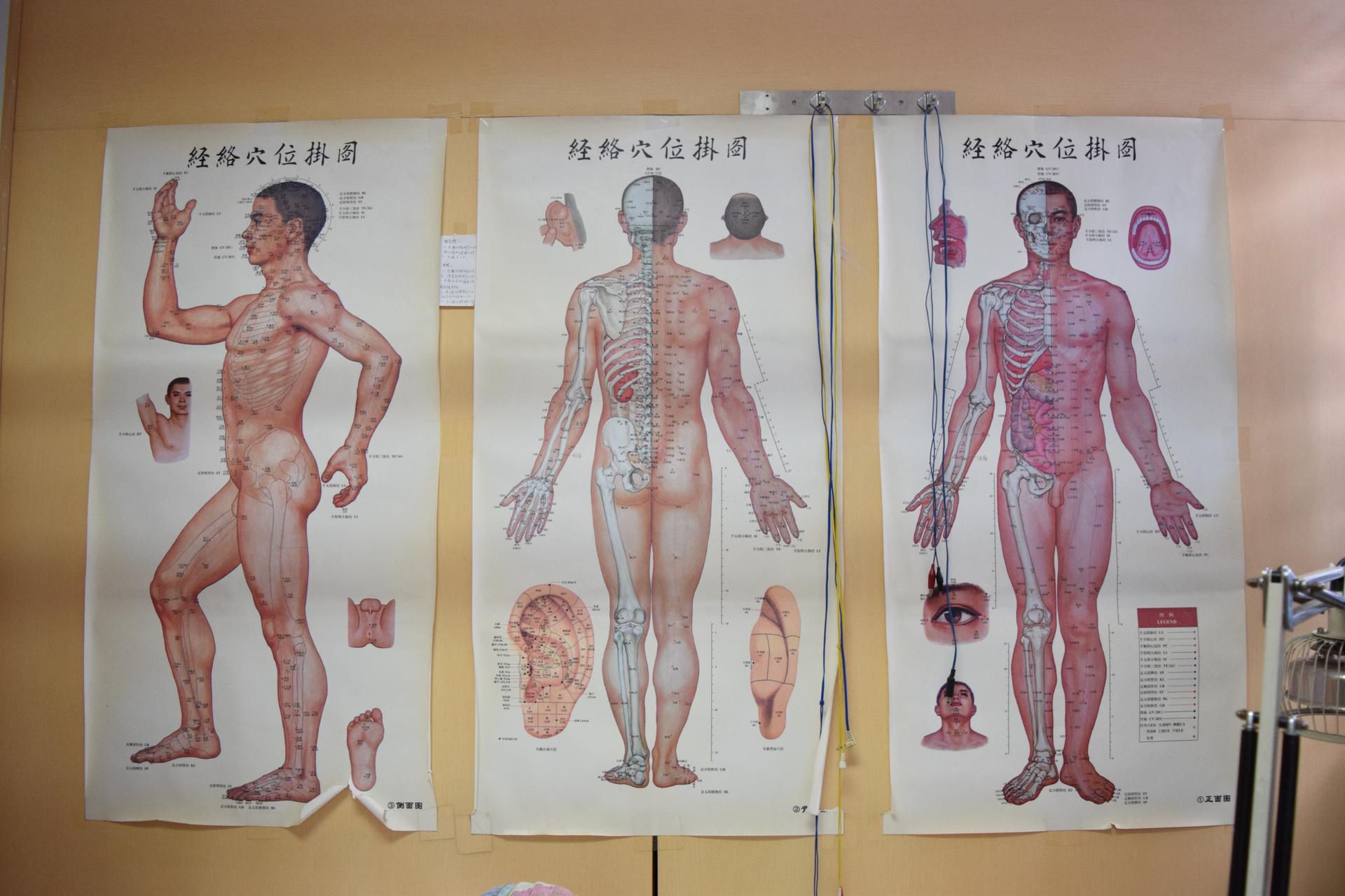 3 Maos if the human body hanging on a wall