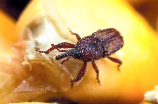 Maize weevil