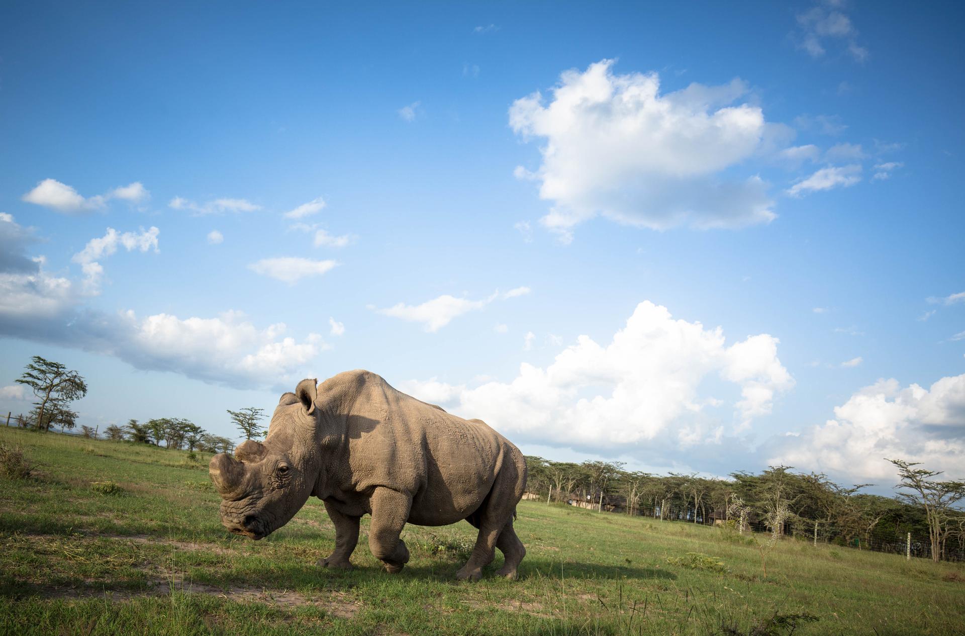 Rhinoceros on field with gentle sunlight behind him