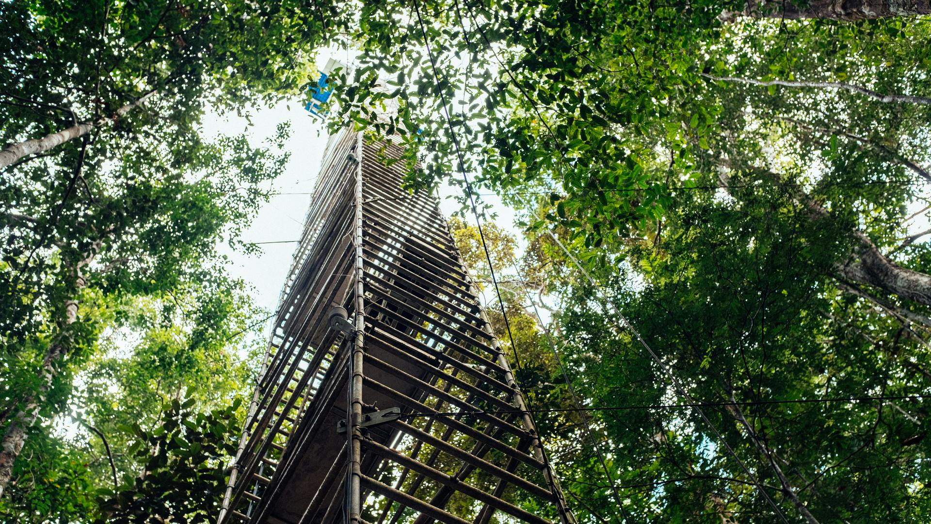 A tower of steel rises out of the dense jungle into the sky