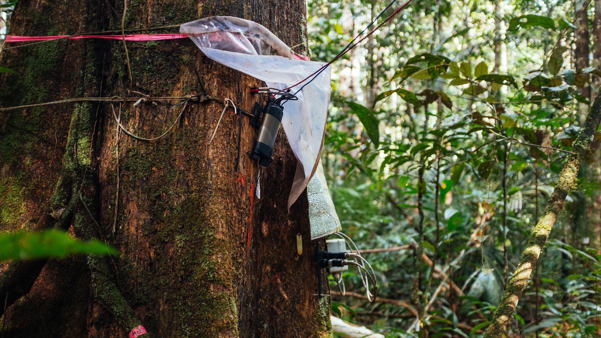 Instruments and wires are strapped to the base of a tree in the jungle.