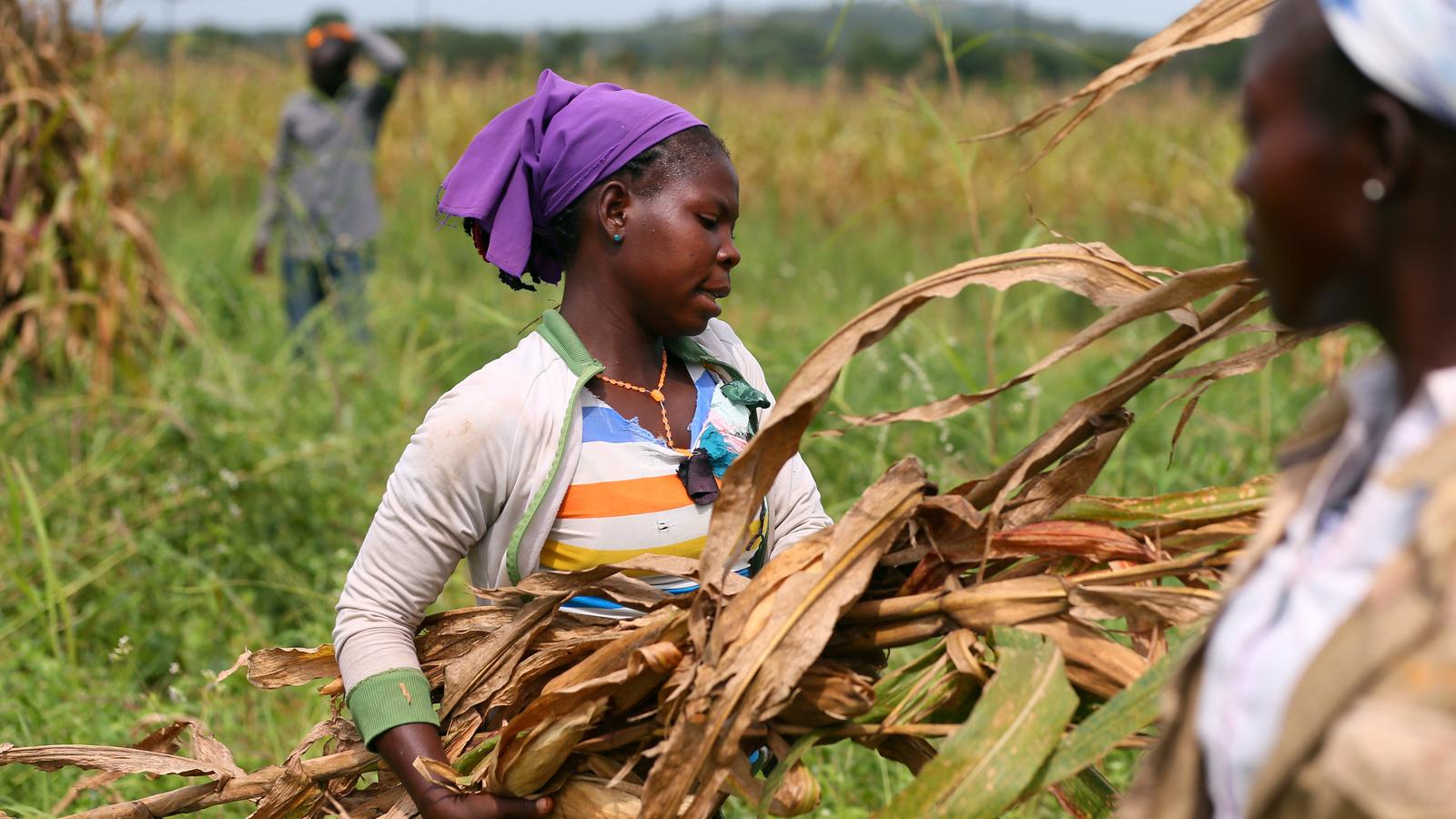 A woman wearing a purple scarf stands in a field holding maize stems