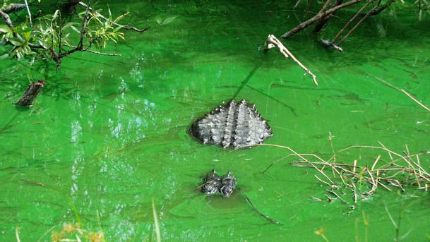 Green algae bloom in Florida