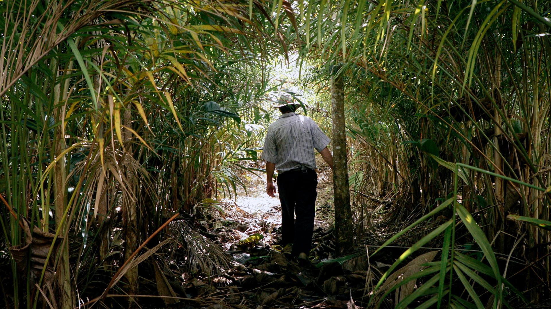 A man walks through a dense, leafy area.