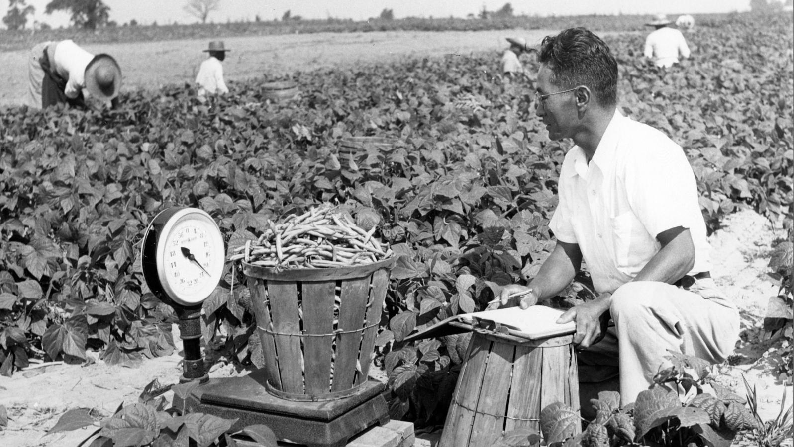 A man sits on a crate to weigh vegetables in a field, black and white photo
