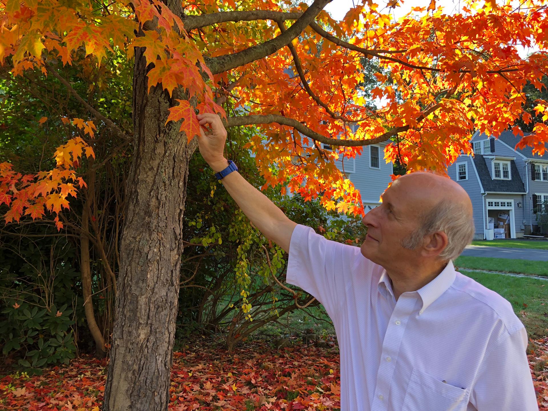 Biologist Richard Primack with Boston University examines the leaves of a Norway maple in the Boston suburb, Newton, Massachusetts.