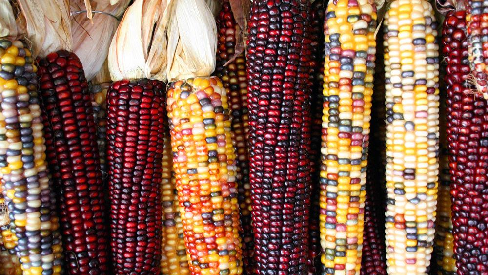 Colorful red and purple maize ears.