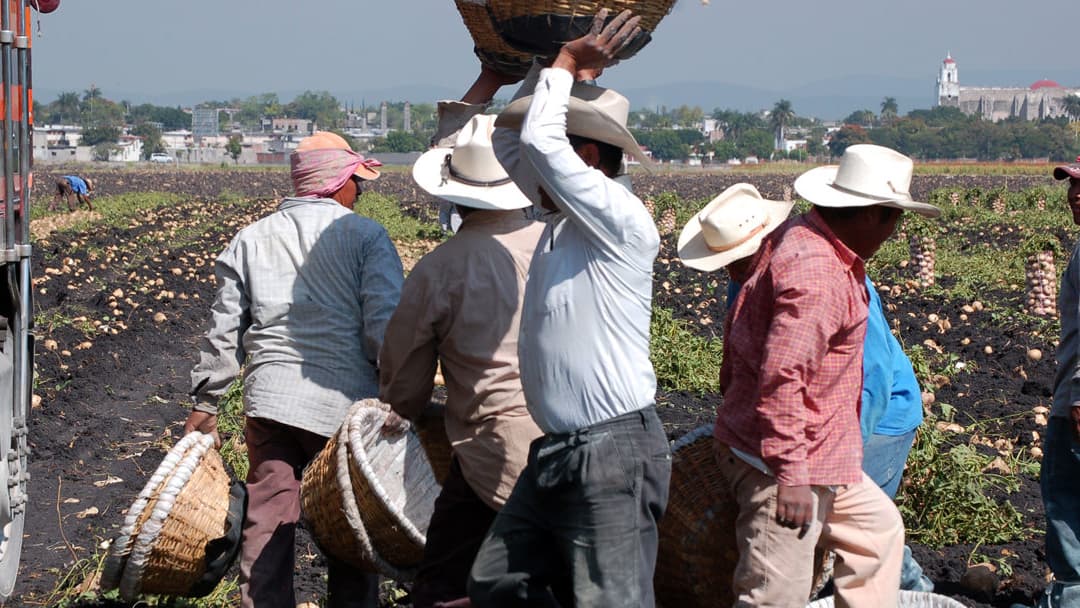 Campesinos working in Tlalquiltenango, Morelos, Mexico.