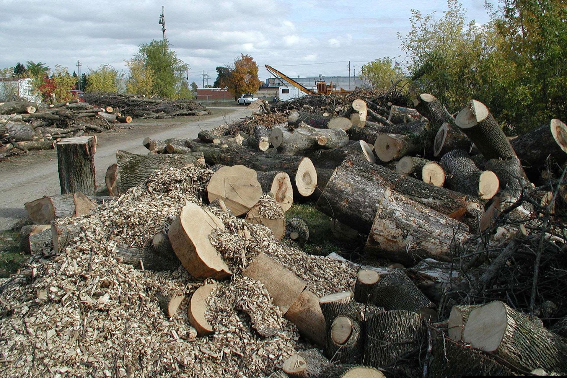 Ash logs are piled in a chipping yard in southeast Michigan, where the pest first appeared in 2002.