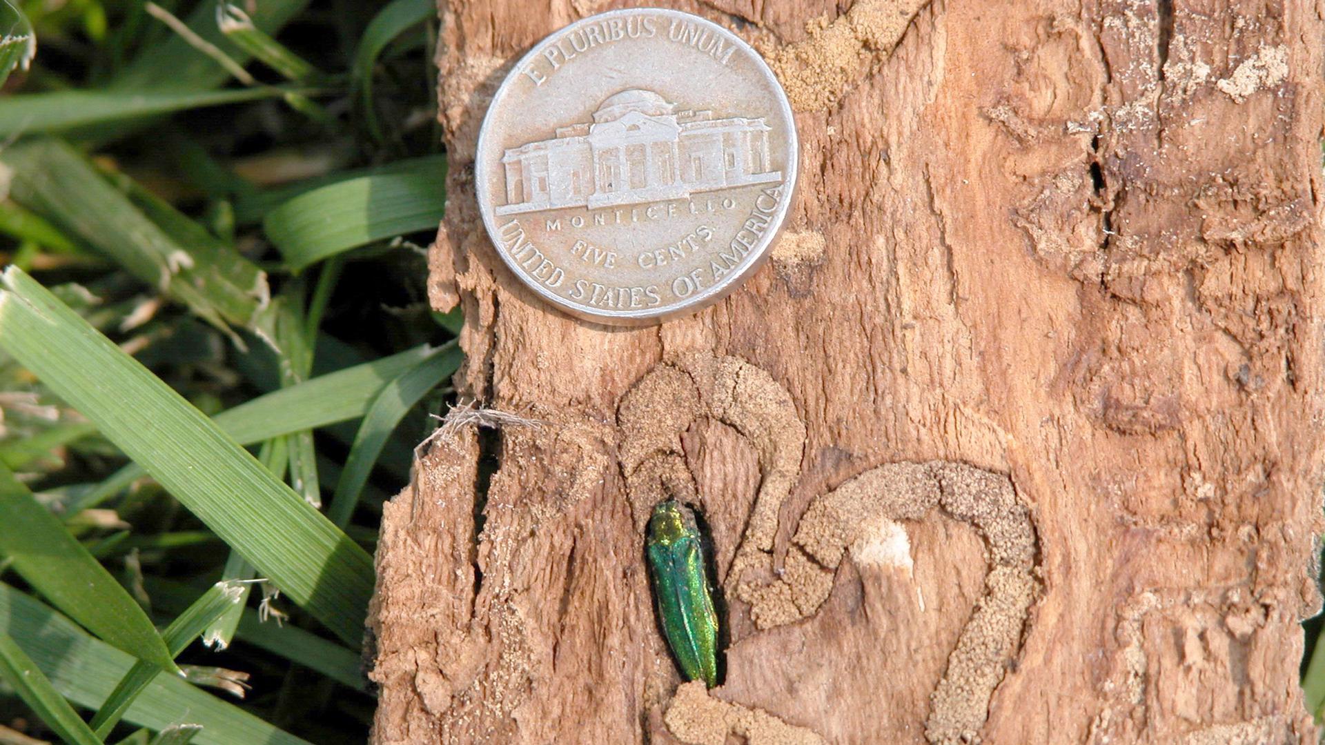 An adult emerald ash borer nestles into a tan-colored tree trunk. 