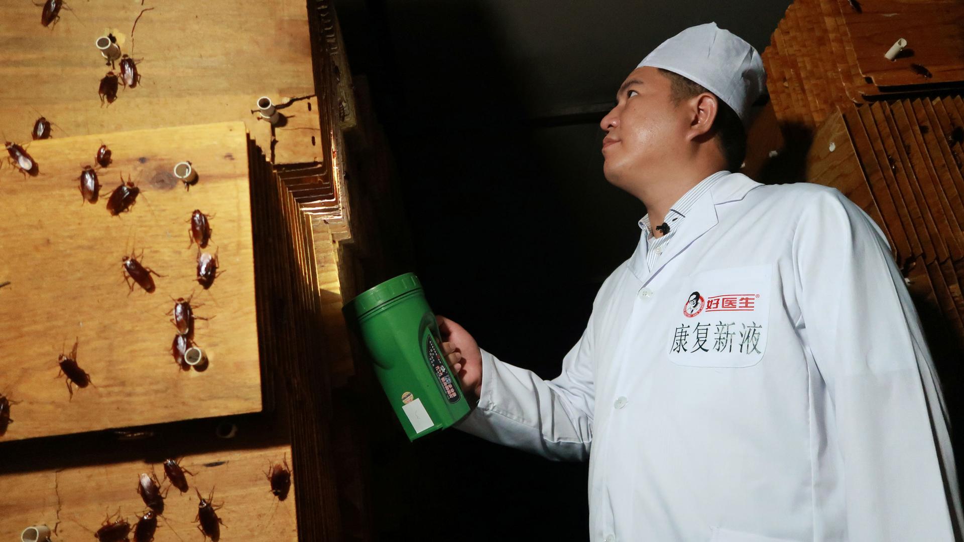 A man in a white uniform shines a light into the cardboard where cockroaches are being farmed. On his left are a dozen large bugs. 