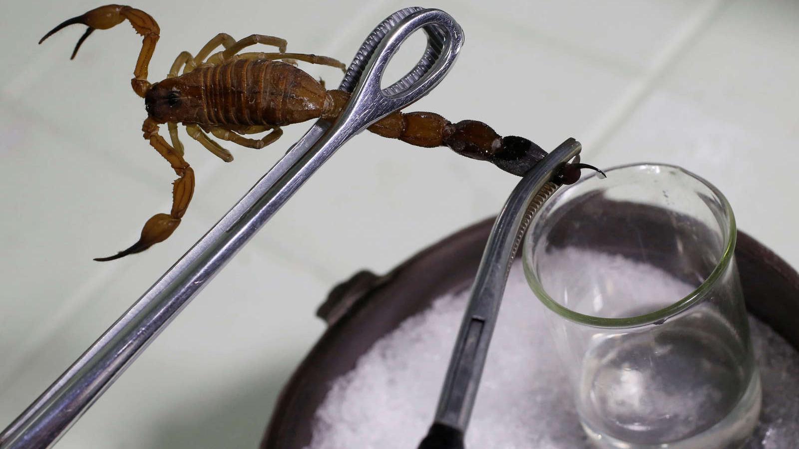 A close up of a scorpion pinched with tool held above a glass jar.
