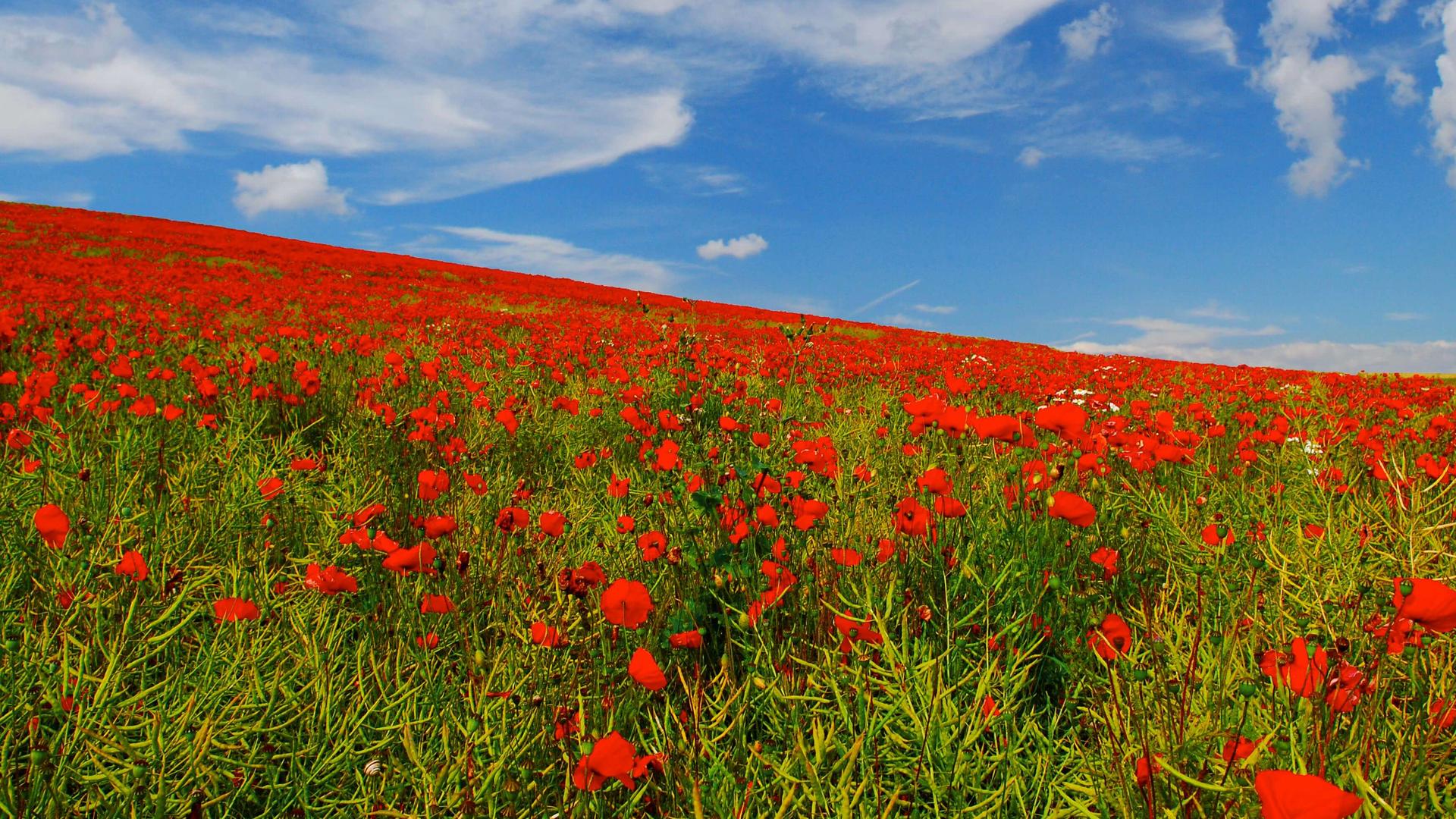 Red poppies in green grass under a blue sky. 
