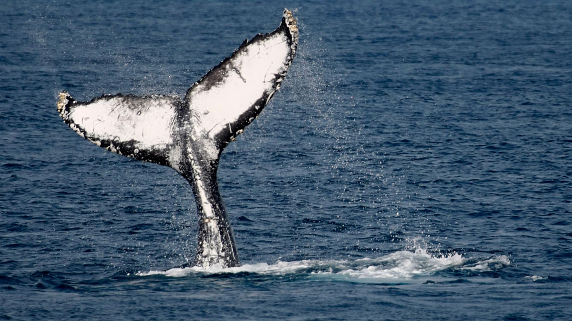 The tale of a humpback whale is shown rising out of the ocean and slapping on the surface of the water near Okinawa, Japan.
