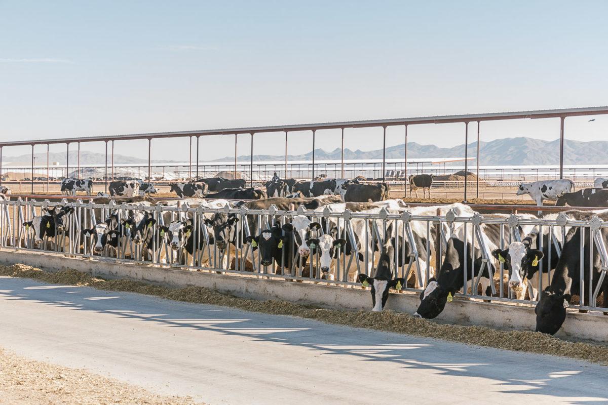 A row of dairy cows