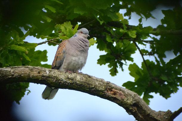 Turtledove on a branch.