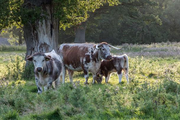 Longhorn cattle on Knepp Estate