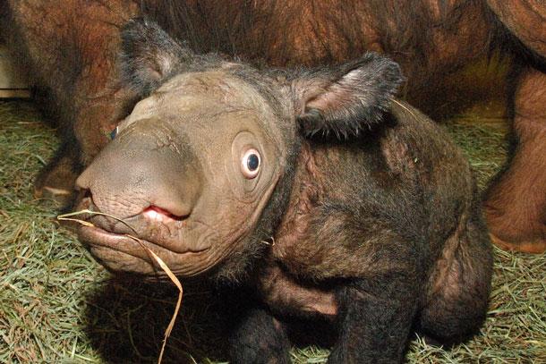 Sumatran rhino baby