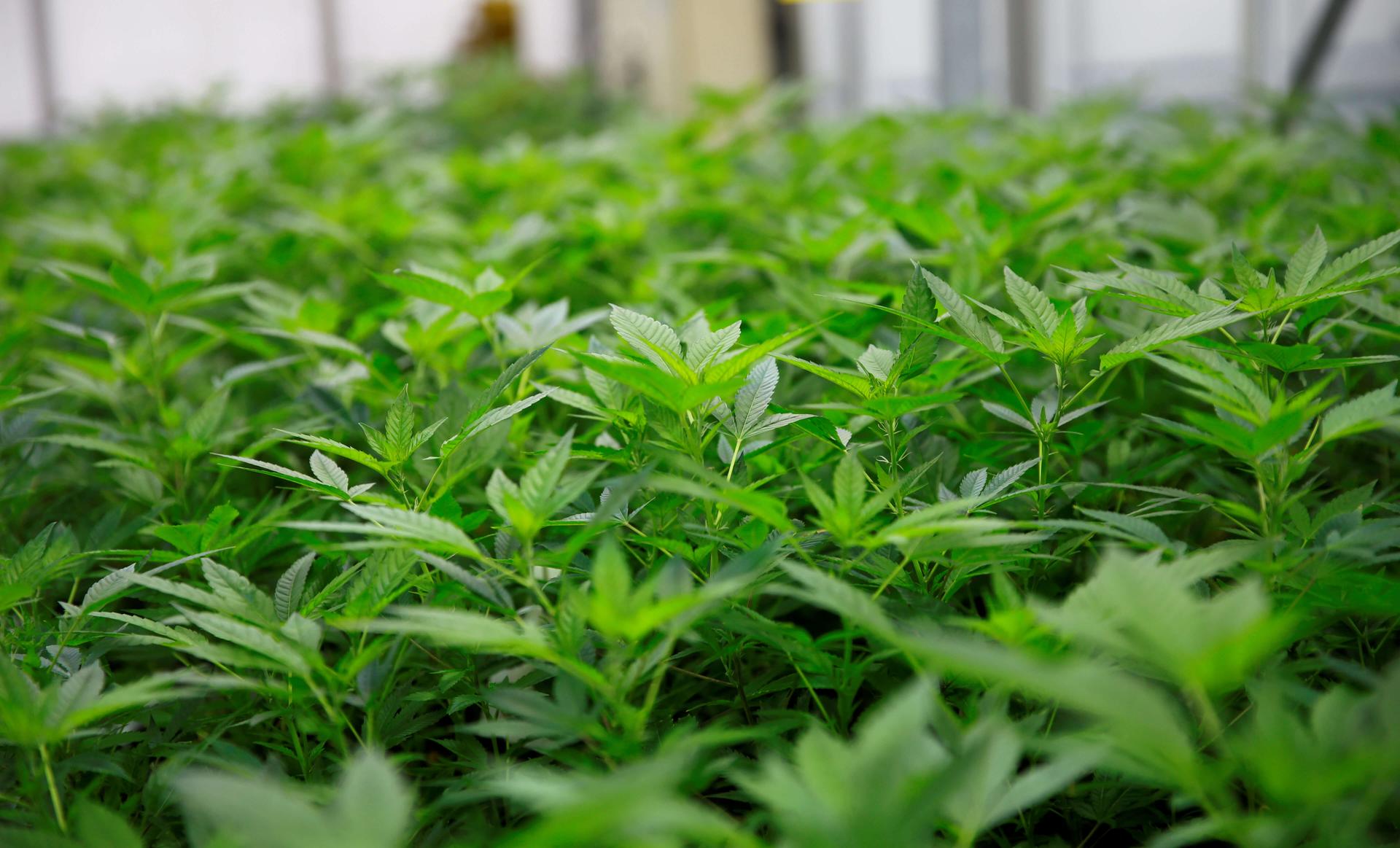 Close up of cannabis plants seen in a greenhouse at the headquarters of AGES agency in Vienna, Austria. 