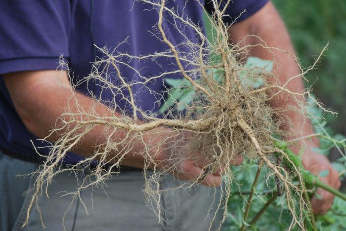 A person holds a weed, showing the roots at the bottom of the plant