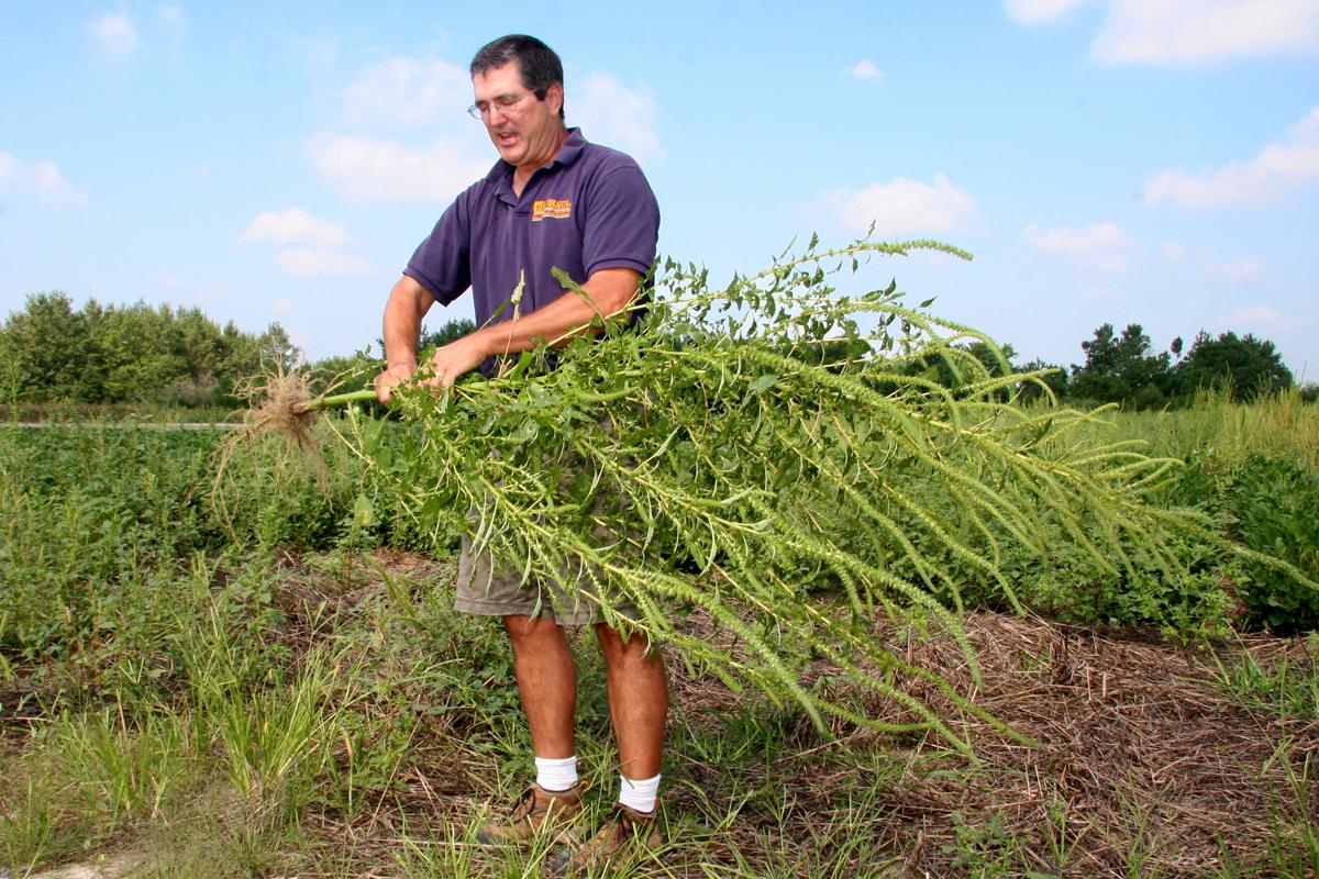 A man holds a large weed in his hands