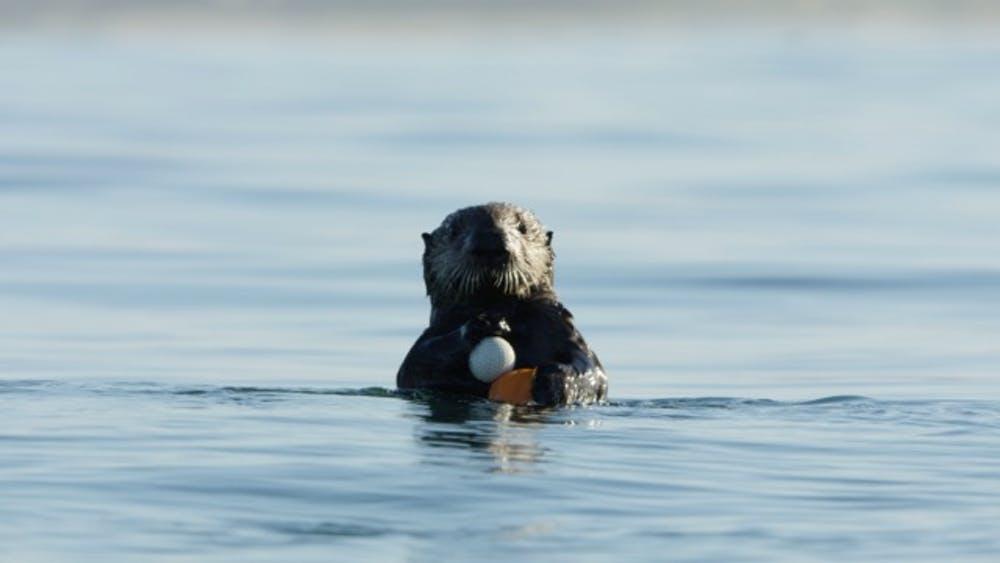 a sea otter holding a golfball