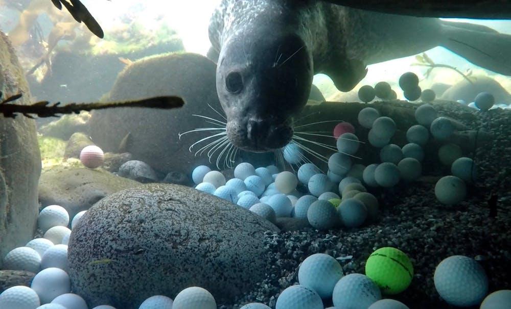 an underwater shot of a seal looking at golf balls