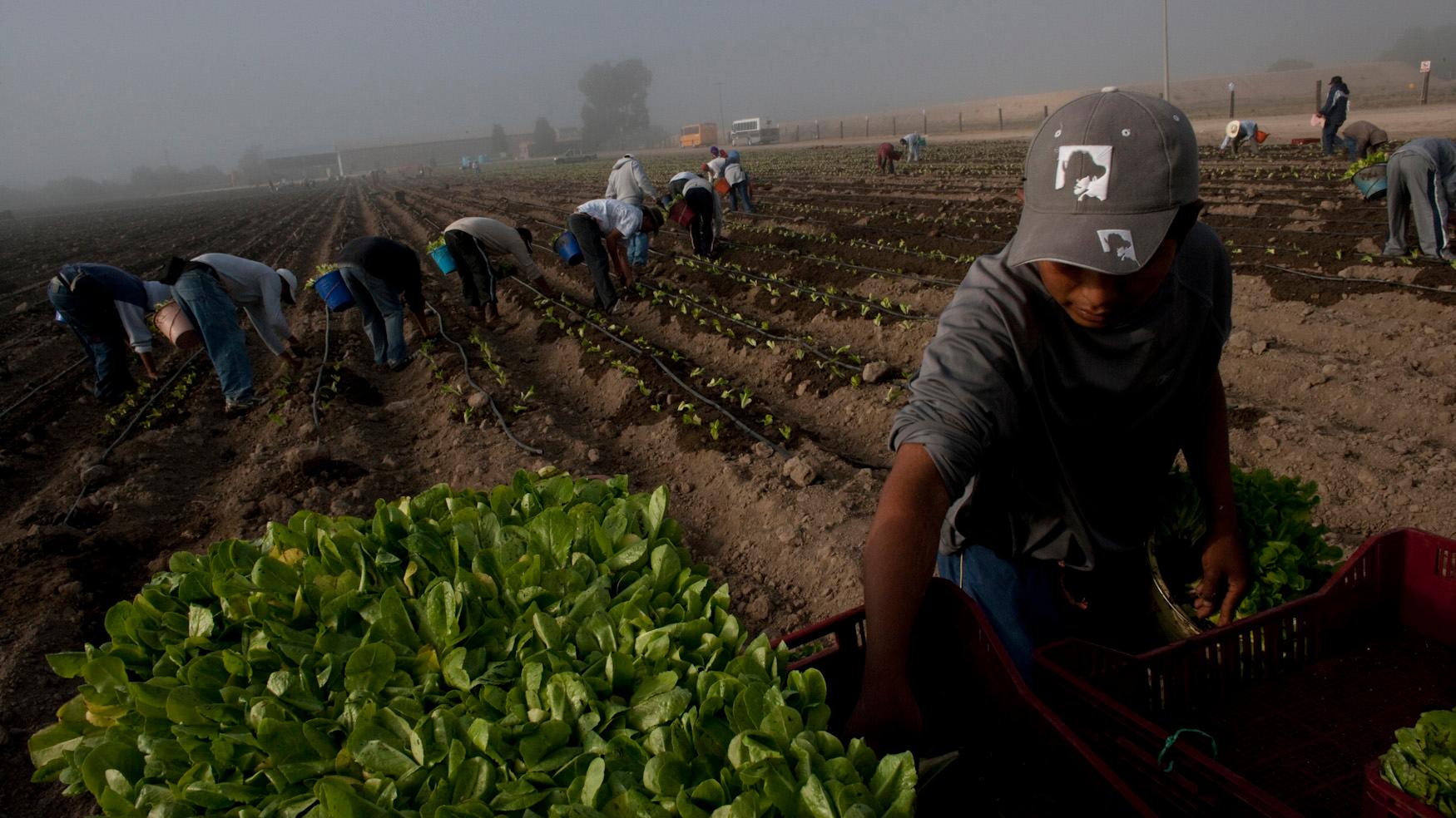 Nearly 20 percent of US food is imported. As imports of food has spiked, like lettuce from this farm in Guanajuato, Mexico, so have outbreaks of foodborne illnesses in the US.