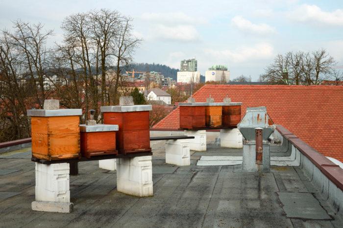 Beehives are set up on a rooftop