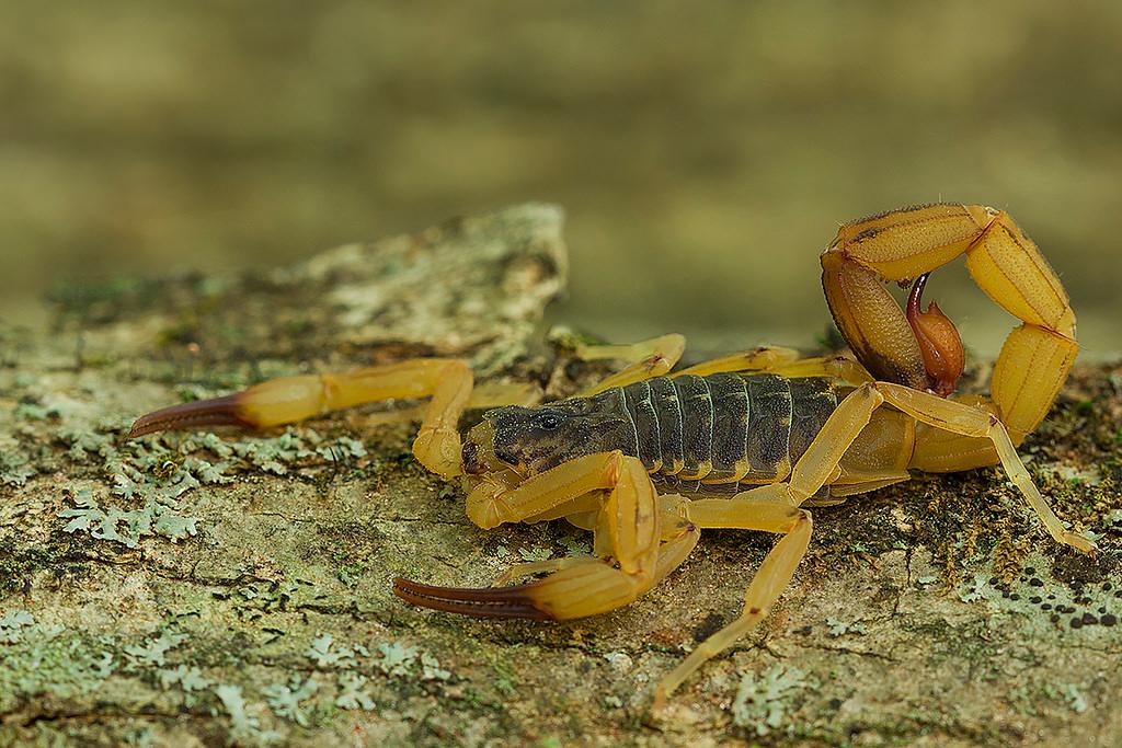 a yellow scorpion