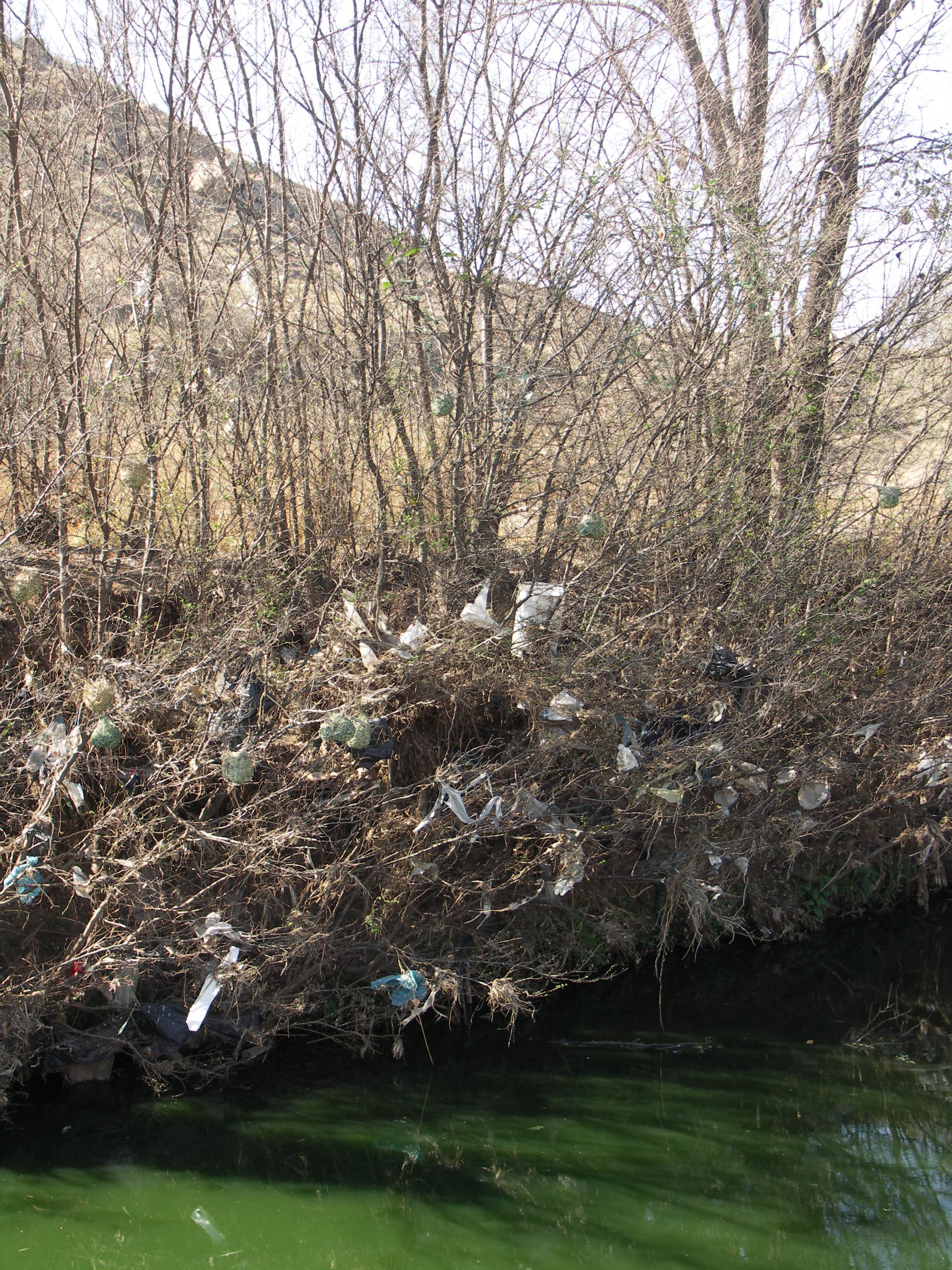 A riverbank filled with plastic bags
