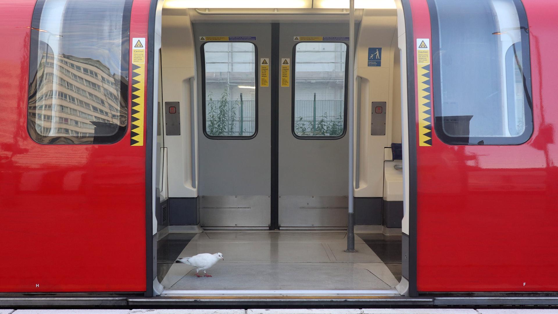 A bird walks inside a commuter underground tube train
