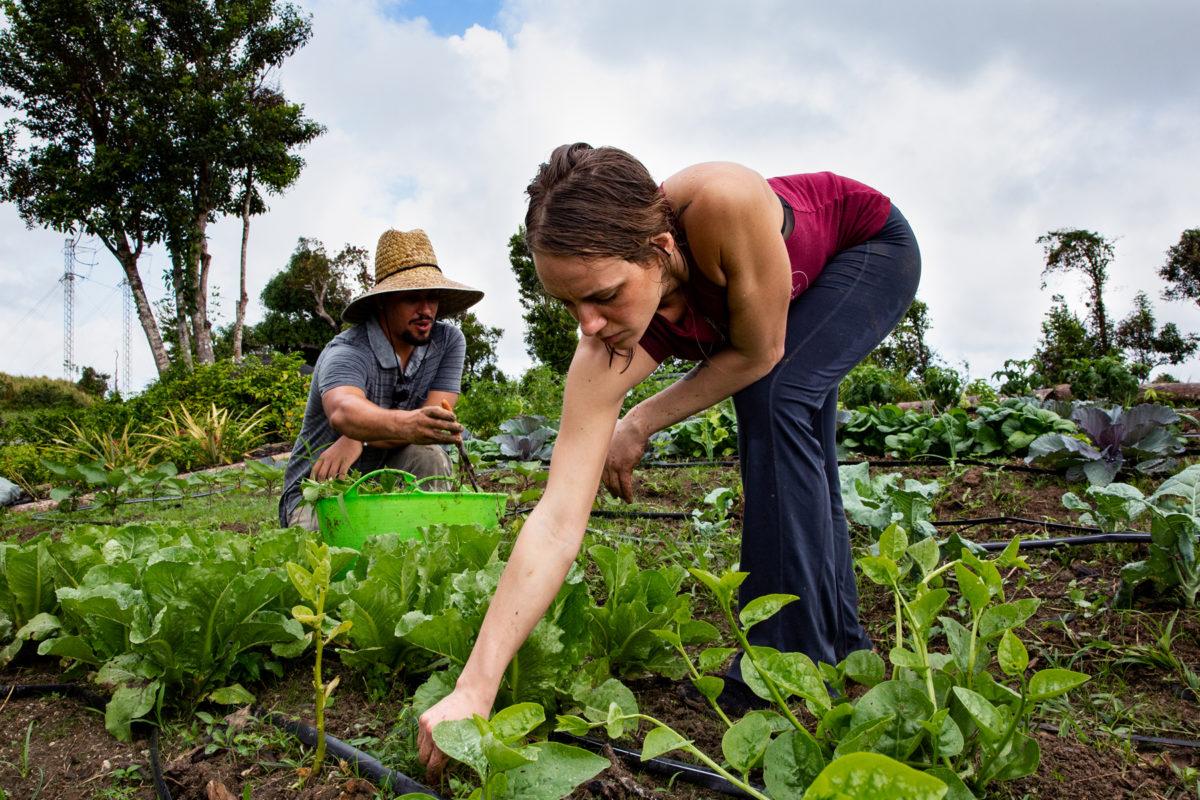 Richelle Van Dusen and her partner, Dallas Tate, are shown bent over working in a field of green vegetables.