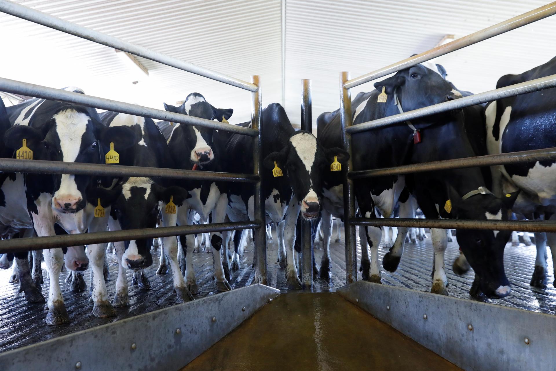 A group of dairy cows stand in a caged area inside a farm
