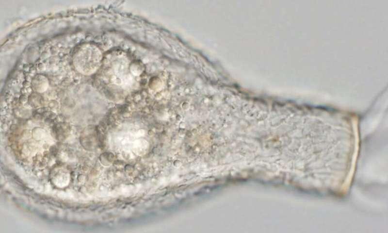 A microscopic image