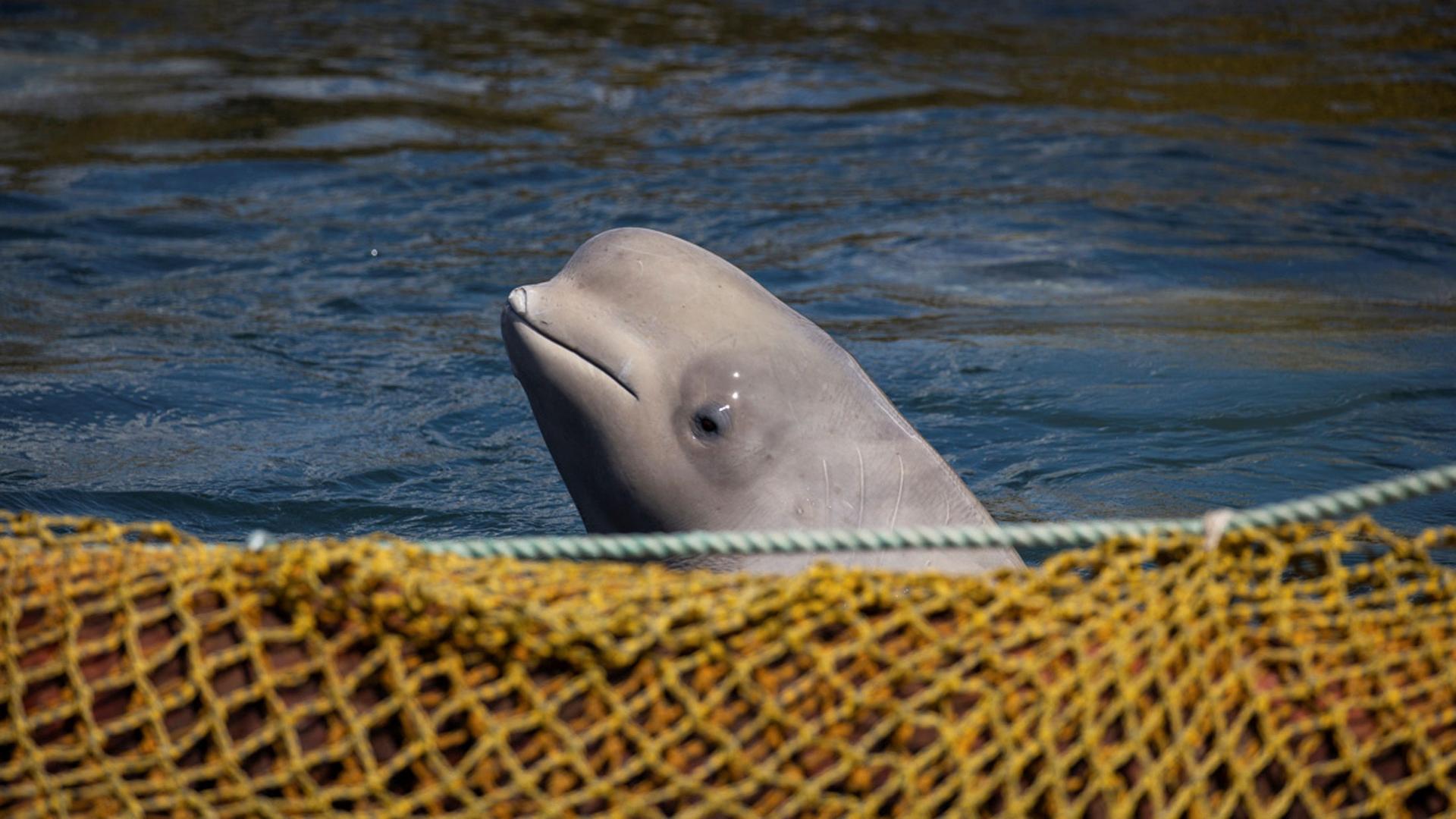 A beluga whale surfaces out of the water near a yellow net